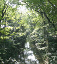 新堀橋から玉川上水を望む