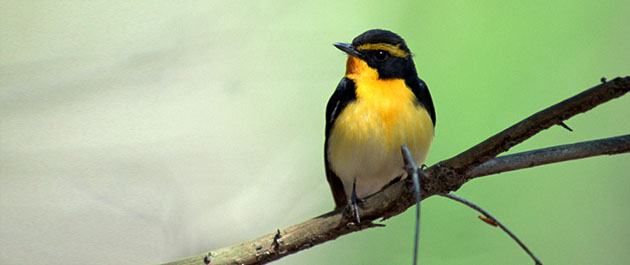 野鳥の里「春夏秋冬」