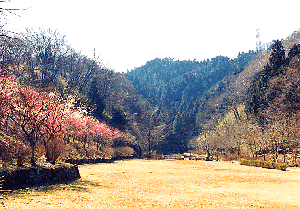 都立小峰公園