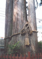 奥氷川神社の三本杉
