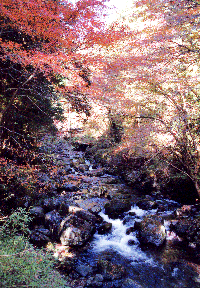 大丹波川