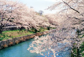 玉川上水の土手沿い