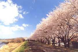 福生市南田園